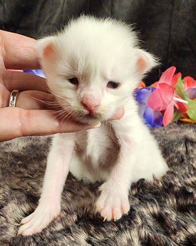 MaineCoonKittenMystiqueAkoni051825MOrange7.jpg