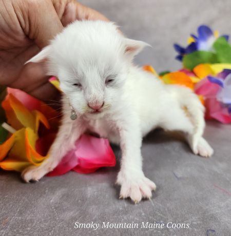 MaineCoonKittenMystiqueAkoni09272025MGreen1.jpg