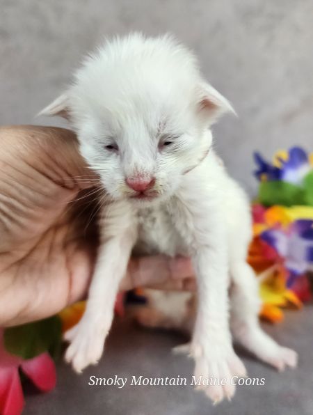 MaineCoonKittenMystiqueAkoni09272025MGreen4.jpg