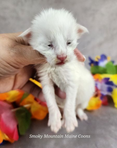 MaineCoonKittenMystiqueAkoni09272025MGreen7.jpg