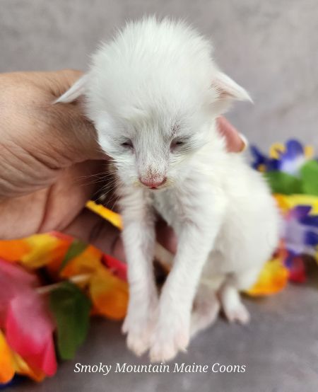 MaineCoonKittenMystiqueAkoni09272025MGreen8.jpg
