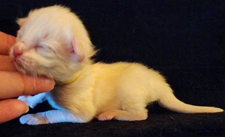 MaineCoonKittenMystiqueAkoniMOrange1.jpg