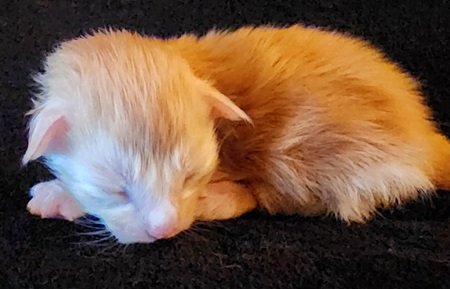 MaineCoonKittenMystiqueAkoniRedClassic4.jpg