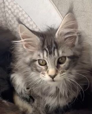 MaineCoonKittenNissiEmrysF9.png