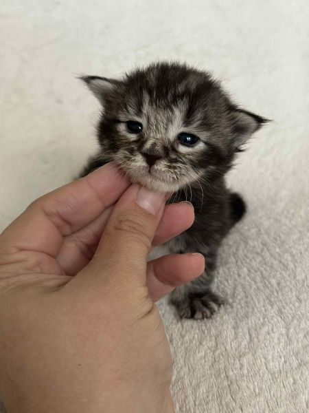 MaineCoonKittenNissiEmrysMGreen4.jpg