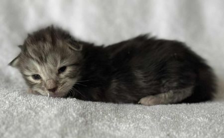 MaineCoonKittenRuniharraEmrys07302025FPink2.jpg
