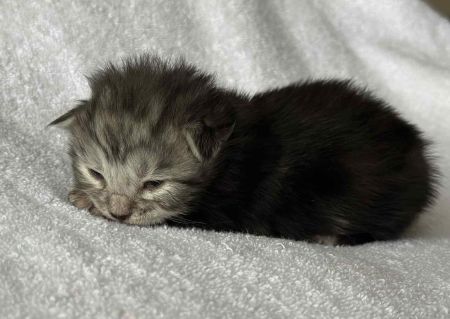 MaineCoonKittenRuniharraEmrys07302025FPink3.jpg