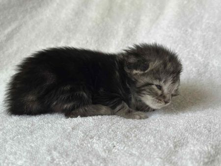MaineCoonKittenRuniharraEmrys07302025FPurple1.jpg