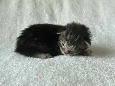 MaineCoonKittenRuniharraEmrys07302025FPurple2.jpg