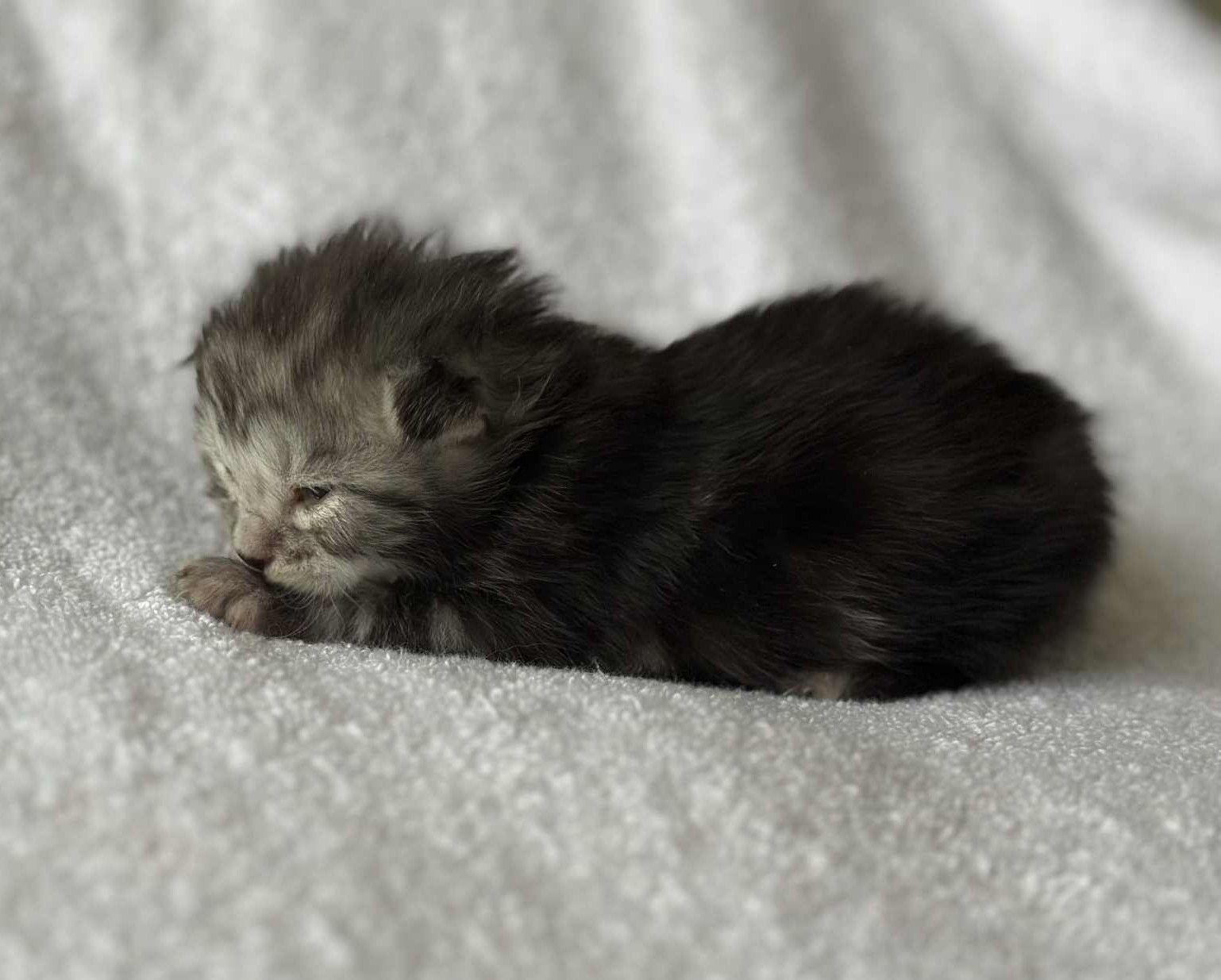 MaineCoonKittenRuniharraEmrys07302025FPurple3.jpg
