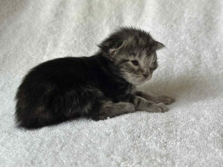 MaineCoonKittenRuniharraEmrys07302025FPurple4.jpg
