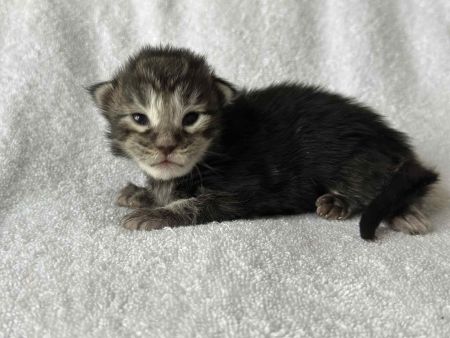 MaineCoonKittenRuniharraEmrys07302025MBlue1.jpg