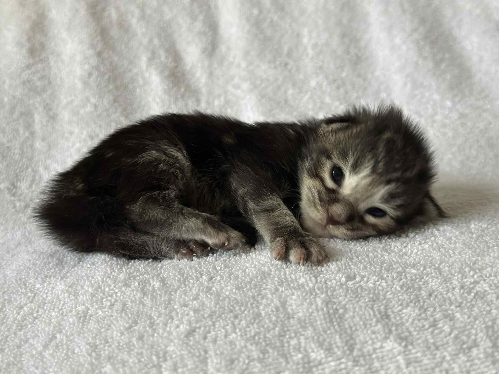MaineCoonKittenRuniharraEmrys07302025MBlue2.jpg