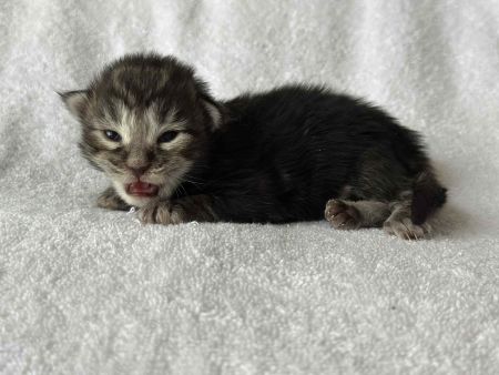 MaineCoonKittenRuniharraEmrys07302025MBlue3.jpg
