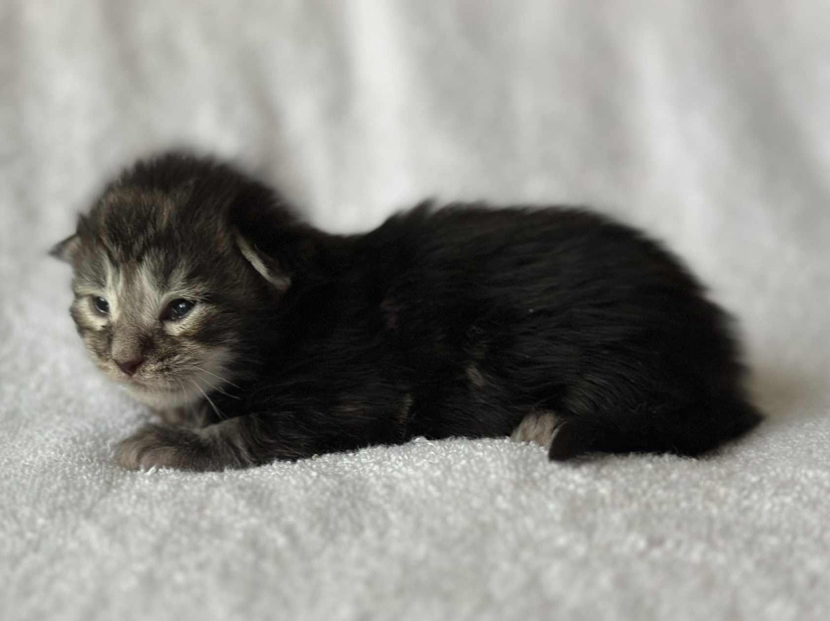 MaineCoonKittenRuniharraEmrys07302025MBlue4.jpg