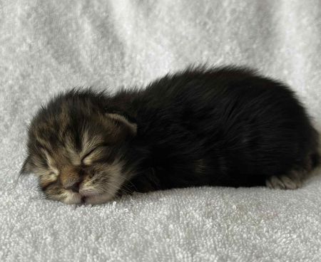 MaineCoonKittenRuniharraEmrys07302025MGreen1.jpg