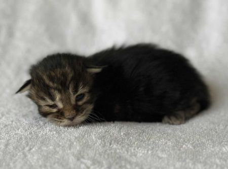 MaineCoonKittenRuniharraEmrys07302025MGreen2.jpg