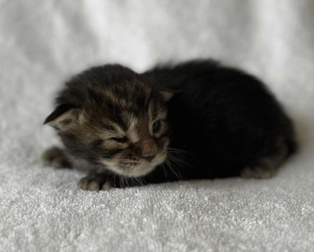 MaineCoonKittenRuniharraEmrys07302025MGreen3.jpg