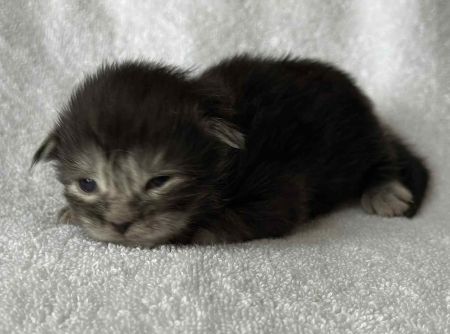 MaineCoonKittenRuniharraEmrys07302025MOrange1.jpg