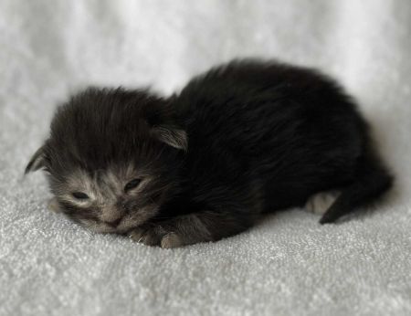 MaineCoonKittenRuniharraEmrys07302025MOrange2.jpg