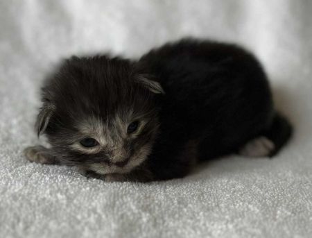 MaineCoonKittenRuniharraEmrys07302025MOrange4.jpg