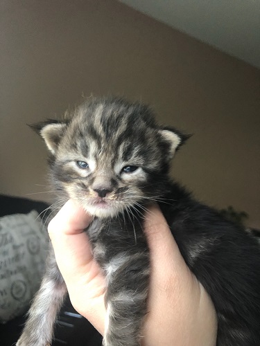 MaineCoonKittenSilverblk4132023FA1.jpg