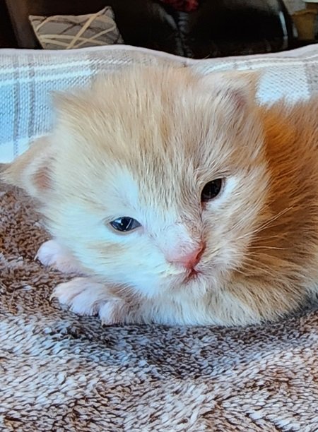 MaineCoonKittenSofiyaAkoniFOrange4.jpg