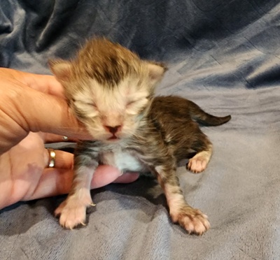 MaineCoonKittenStarDandy05022025FLtBlue1.jpgBlue1.jpg