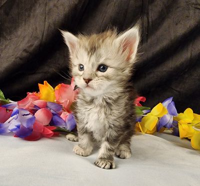 MaineCoonKittenStarDandy05022025FLtBlue10.jpg