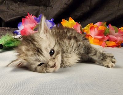 MaineCoonKittenStarDandy05022025FLtBlue5.jpg