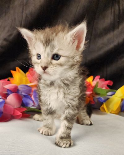 MaineCoonKittenStarDandy05022025FLtBlue7.jpg