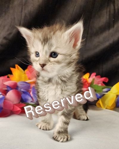 MaineCoonKittenStarDandy05022025FLtBlue7Reserved.JPG