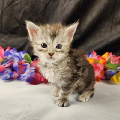 MaineCoonKittenStarDandy05022025FLtBlue9.jpg