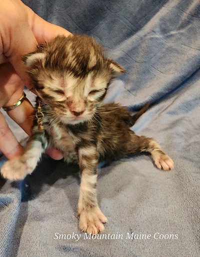 MaineCoonKittenStarDandy05022025FPurple1.jpg