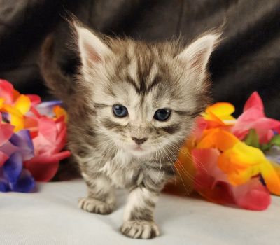 MaineCoonKittenStarDandy05022025FPurple12.jpg