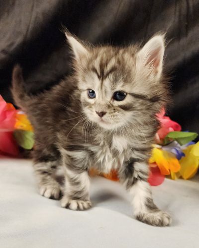 MaineCoonKittenStarDandy05022025FPurple13.jpg
