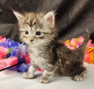MaineCoonKittenStarDandy05022025FPurple6.jpg