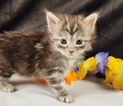 MaineCoonKittenStarDandy05022025FPurple9.jpg