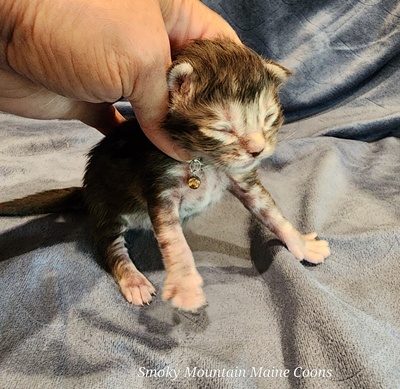 MaineCoonKittenStarDandy05022025FYellow4.jpg