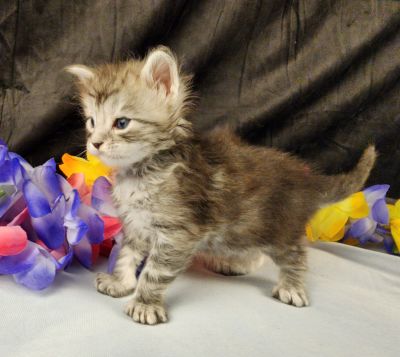 MaineCoonKittenStarDandy05022025FYellow5.jpg