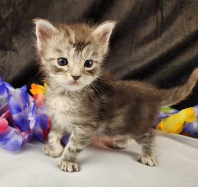MaineCoonKittenStarDandy05022025FYellow6.jpg