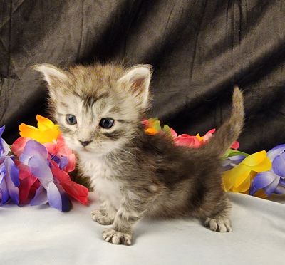 MaineCoonKittenStarDandy05022025FYellow7.jpg