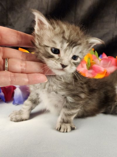 MaineCoonKittenStarDandy05022025FYellow9.jpg