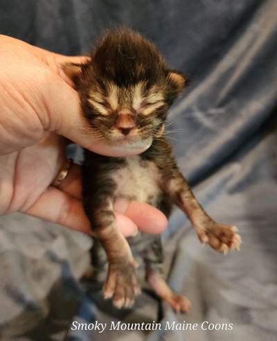 MaineCoonKittenStarDandy05022025MGreen4.jpg