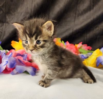 MaineCoonKittenStarDandy05022025MGreen5.jpg