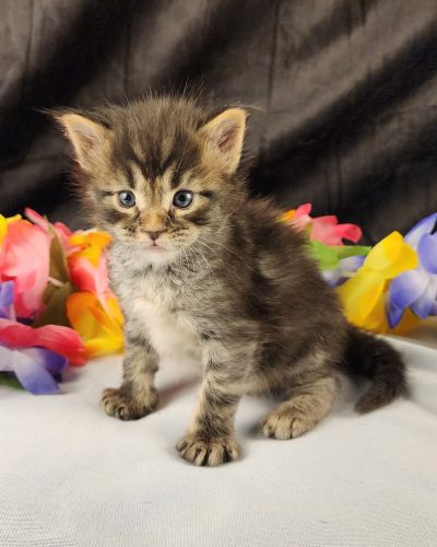 MaineCoonKittenStarDandy05022025MGreen6.jpg