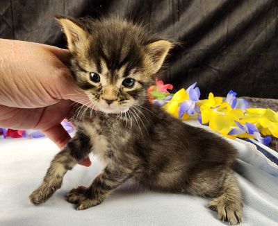 MaineCoonKittenStarDandy05022025MGreen8.jpg