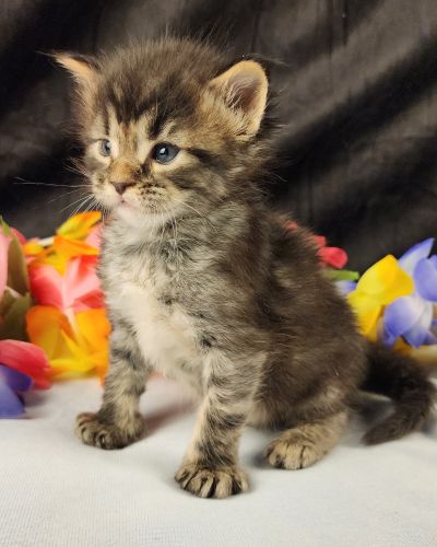 MaineCoonKittenStarDandy05022025MGreen9.jpg