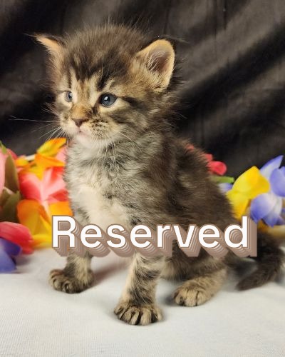 MaineCoonKittenStarDandy05022025MGreen9Reserved.JPG