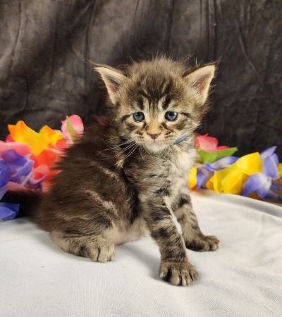 MaineCoonKittenStarDandy05022025MNavy9.jpg